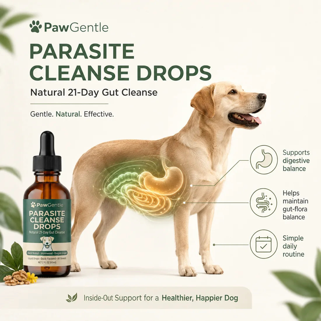 Illustration of a dog with digestive and intestinal support highlighted